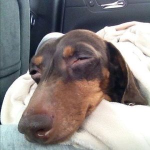 Meet your Posher, Sherri